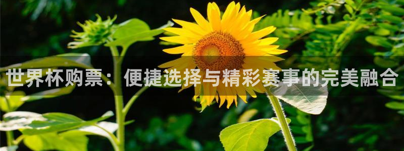 世界杯决赛预测:世界杯购票:便捷选择与精彩赛事的完美融合