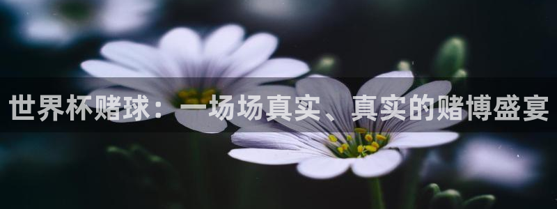 2026世界杯对阵图:世界杯赌球:一场场真实、真实的赌博盛宴